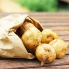 Potato - Nishiyutaka