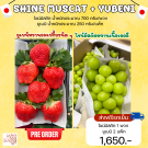 Yubeni 2 แพ็ก + Shine muscat 1 พวง