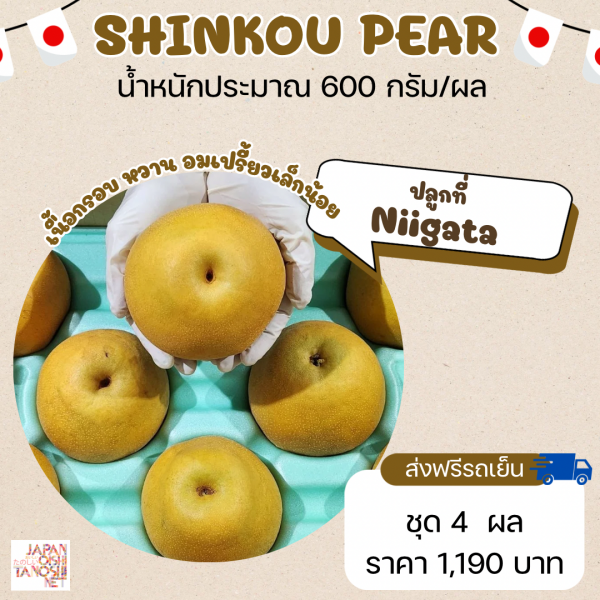 Pear shinkou size 8 ชุด 4 ผล